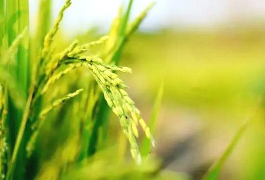 春种一粒粟,秋收万颗子