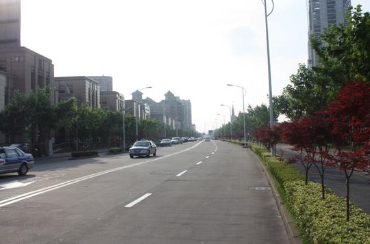 这是单位门口的路,两边高大的梧桐树旁有两排红枫树,枫叶已经红了!