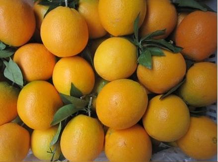 冰糖橙