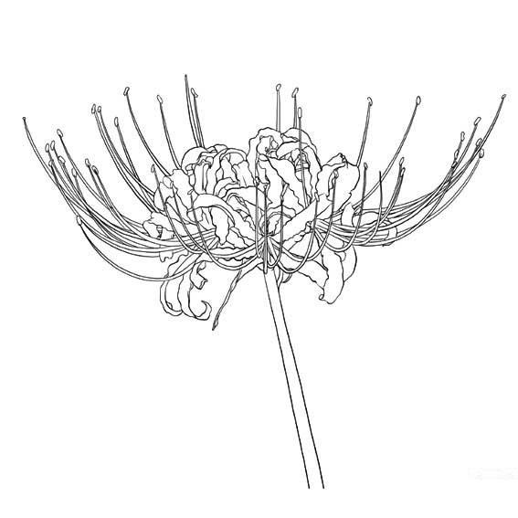 彼岸花简笔画 头条搜索