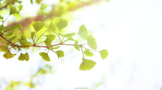 诗词朗诵你是人间四月天led演出大屏视频背景素材