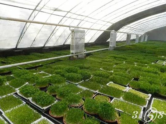 了解芽苗人家芽苗菜工坊,创业少走弯路>>