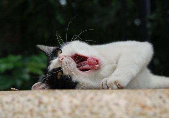 壁纸动物猫猫咪小猫桌面1200_844