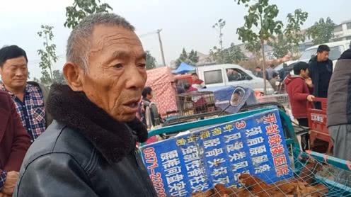 农村70岁大叔养殖柴鸡，如今价格这么高，比做生意都挣钱