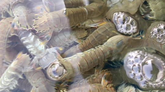 美食海鲜皮皮虾_3840x2160_高清视频素材下载(编号:)