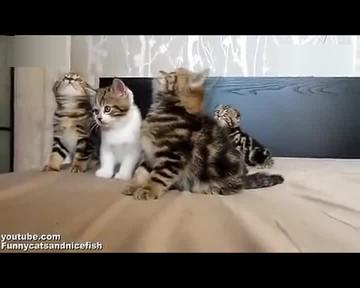 抖音五只猫摇头表情包