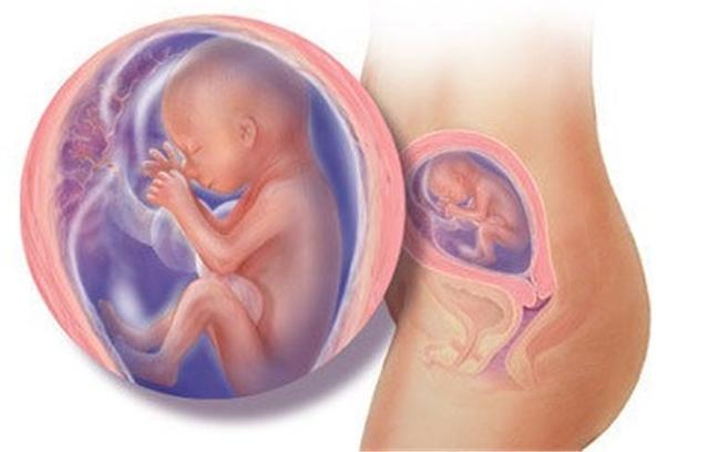 怎么判断胎儿的位置