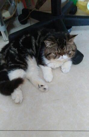 成年纯种咖啡猫,公母各一只