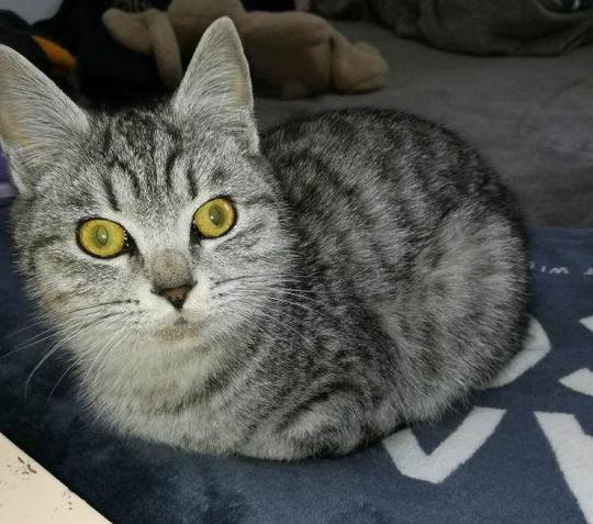成年美短虎斑猫