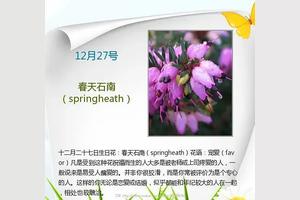 4月28日的生日花是什么 友邦知识网