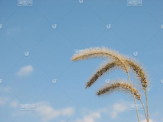 蓝天和猫剪刀2,狗尾草,enokorokusa,青天,碧落,植物,夏天,空,碧落