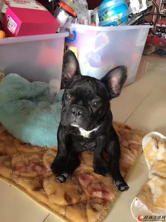 寻狗启示狗狗种类斗牛犬名字叫牛牛