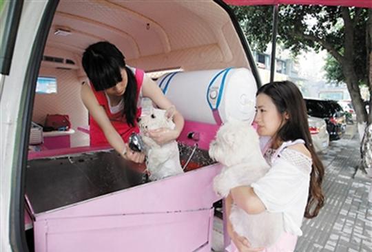 白领创业花百万把汽车改成流动宠物美容院