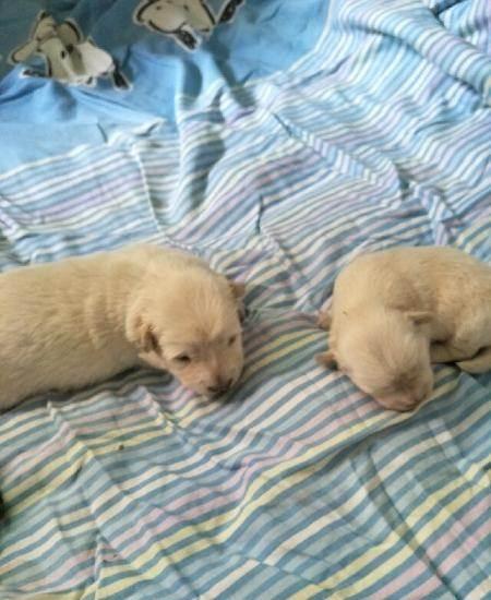 出售家养小型犬串串，3只
