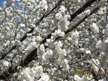 带孩子去看樱花的说说