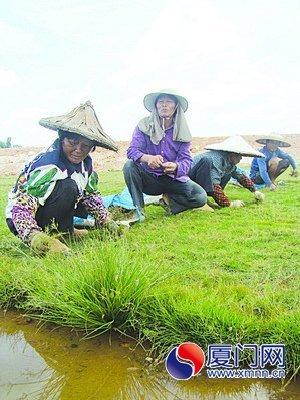 商建丽(中)和村里的妇女们在草场干活。