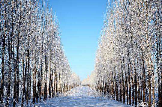 新疆雪景_图片大全—全景创意图库（quanjing.com）中国领先的正版图片视频素材网站