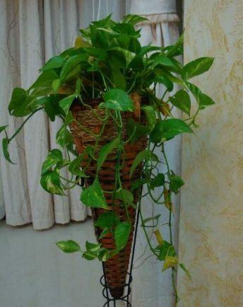 适合室内养殖的花草绿植都有哪些，你都选对了吗?