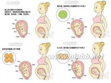 怀孕了体重增长多少算正常