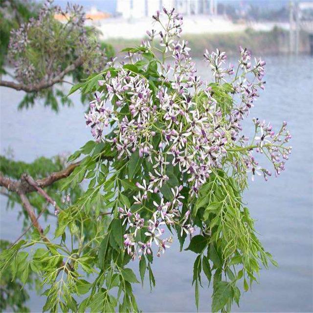 苦楝树图片 头条搜索