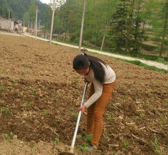 留守妇女在地里劳作,在农村,这样叫"镐包谷".