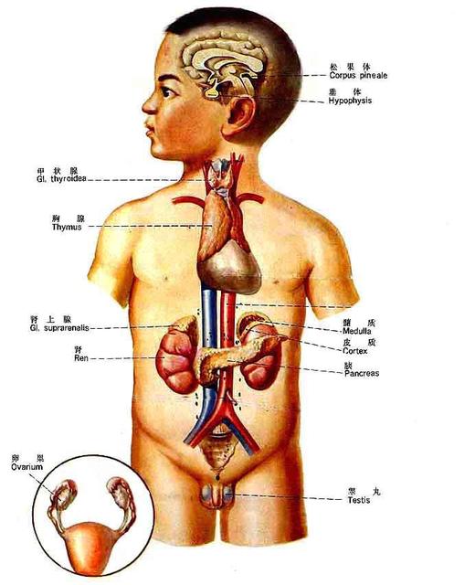 内分泌失调会引起不孕吗?