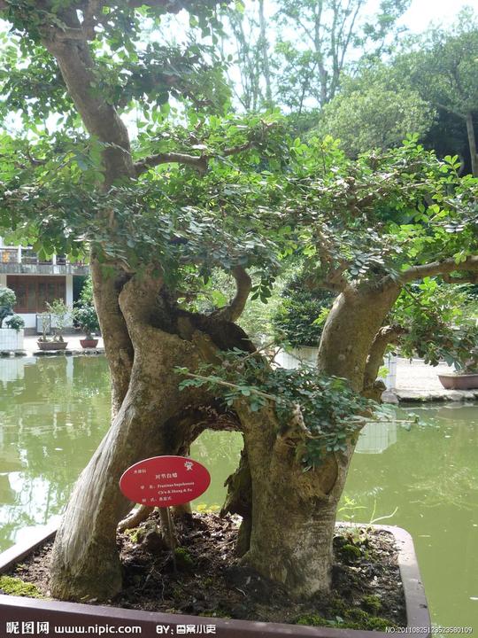 壁纸树榕树768_1024竖版竖屏手机