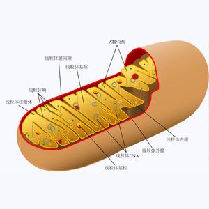 生物学术语
