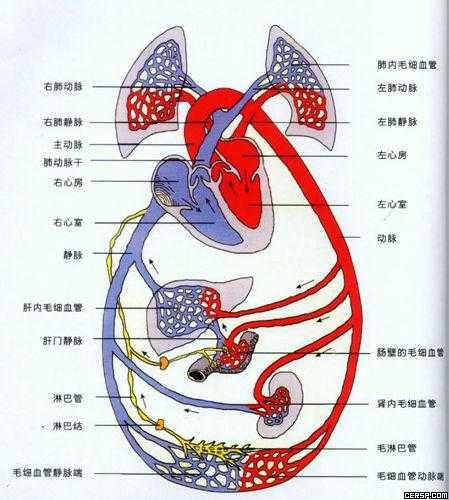 为什么透过皮肤看静脉血管是蓝色的