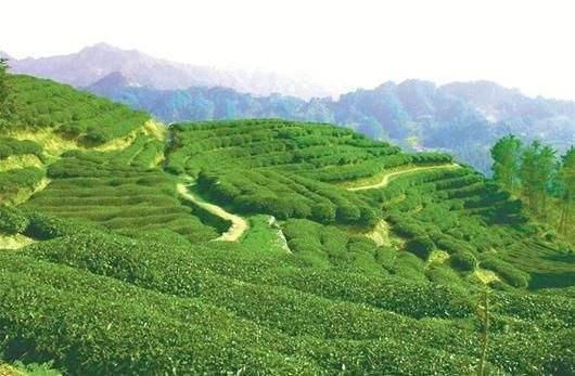 屈乡丝绵茶