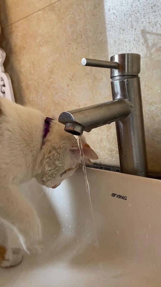 小橘猫自己洗头