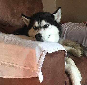 单身狗日常撸表情搞笑图