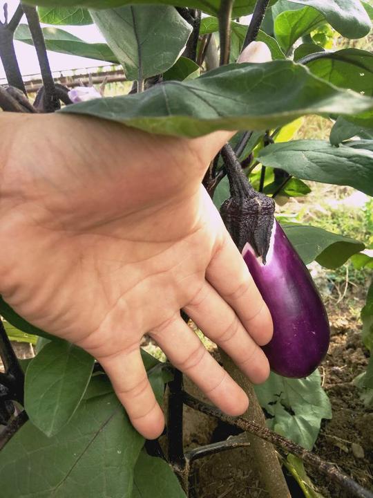 湖南农家现摘时令长圆茄瓜新鲜应季蔬菜沙拉紫色小短茄子5斤包邮