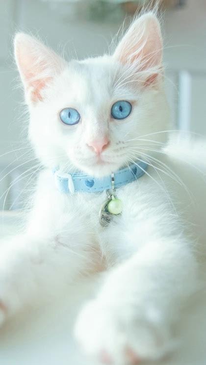 白色可爱宠物猫高清手机锁屏壁纸