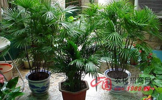 室内植物怎么养,室内植物的养殖方法和注意事项