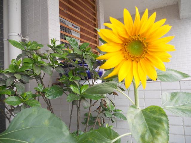 向日葵总是向着太阳吗