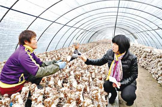 姜堰新闻桥头镇劳保所走访鸿翔菇业农民创业孵化基地农户