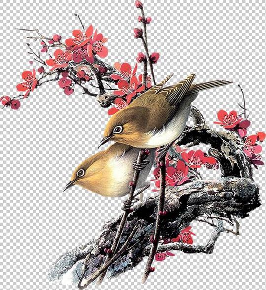 美丽的工笔画鸟(38)图片