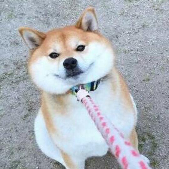 二狗逗比情侣头像