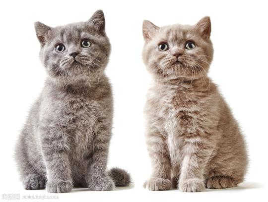 两只萌萌的小猫