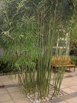 苦竹----承蒙----古人关照---学之继祖