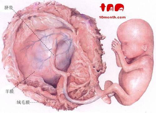 怀孕7周食谱大全