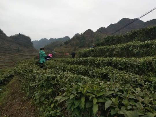 紫云返乡创业青年刘灿:让家乡茶叶重焕生机