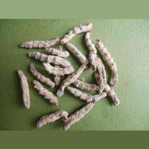 感染白僵菌而僵死的干燥家蚕