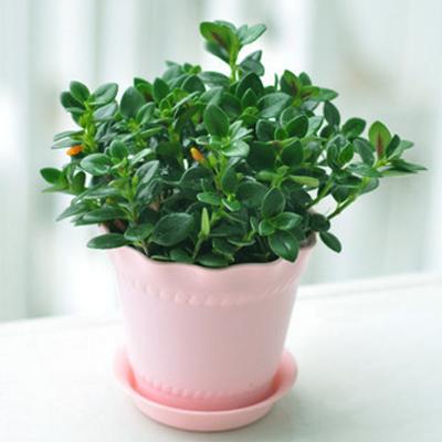 便宜的宝宝鞋有甲醛吗