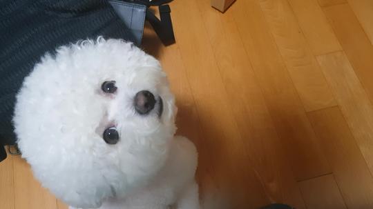 白色小狗仰望抬起头_3840x2160_高清视频素材下载(:)