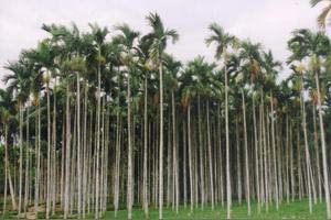 槟榔本是产于亚热带的一种果实 为什么远在内陆的湖南会生产加工和食用呢 有什么典故吗 减肥知识网