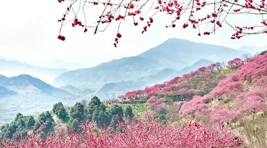 浙东原来藏了个小婺源!浙江赏花图鉴出炉