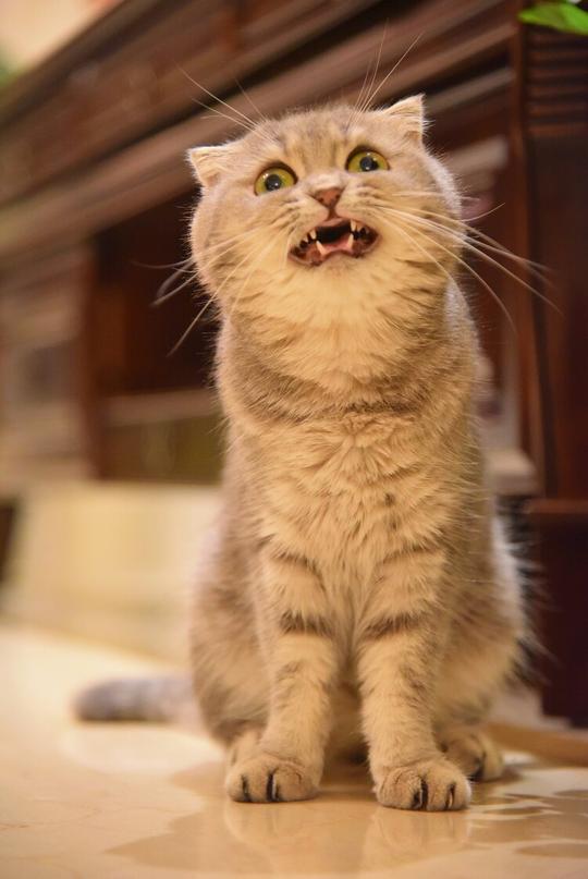 搞怪个性猫咪可爱动物大眼猫萌娃萌萌哒甜美系动物锁屏壁纸