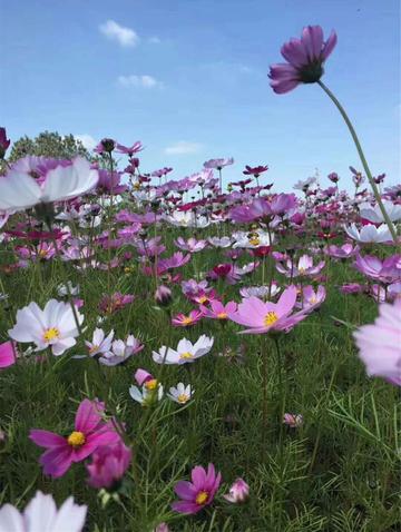 无锡市附近的花海在哪里